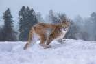 USA- Montana. Captive bobcat in snow. Art Print